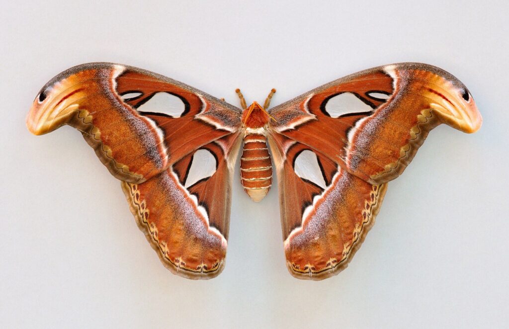 Atlas güvesi (Attacus atlas)