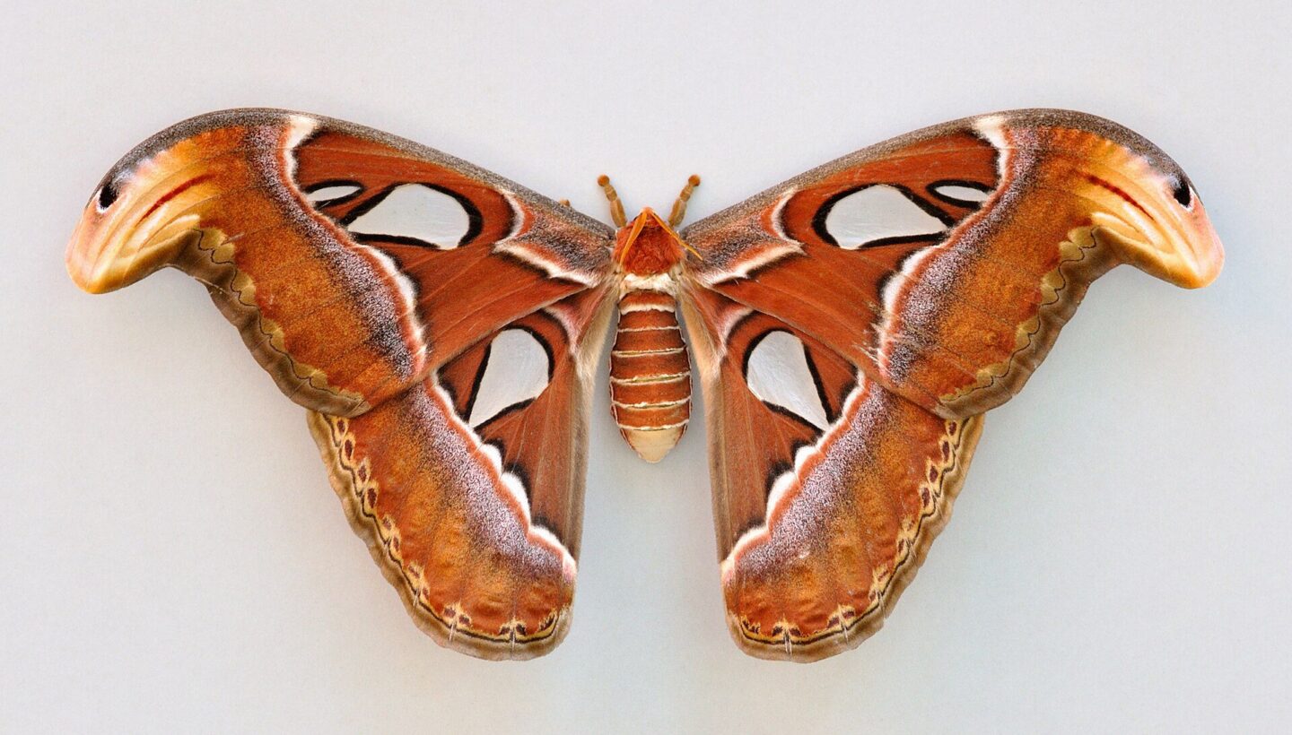 Atlas güvesi (Attacus atlas), geniş kanatları ve desenleriyle.
