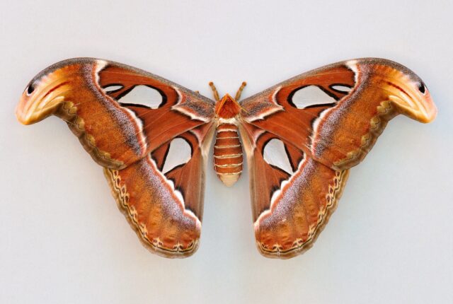 Atlas güvesi (Attacus atlas), geniş kanatları ve desenleriyle.