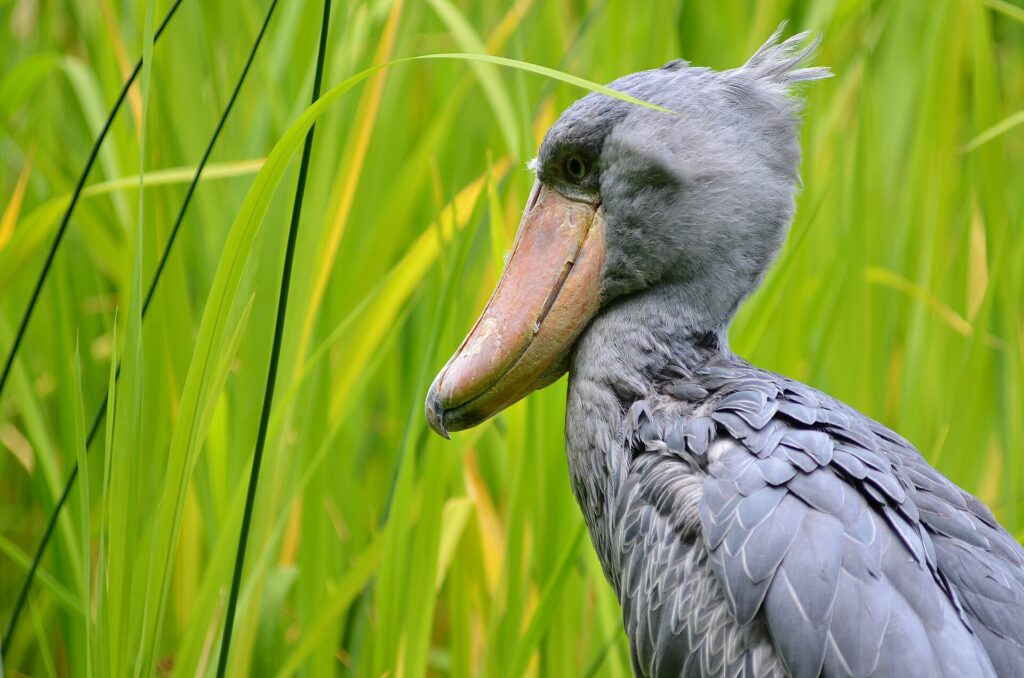 Şeybil (Balaeniceps rex)