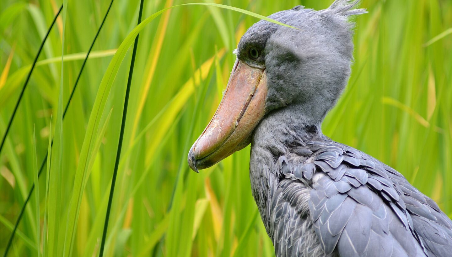 Şeybil (Balaeniceps rex), Walsrode Kuş Parkı'nda.