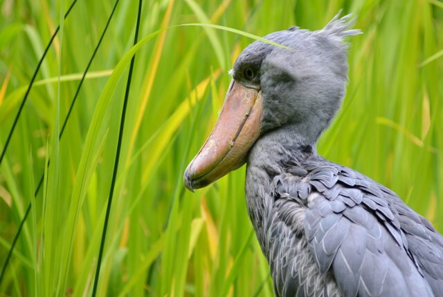 Şeybil (Balaeniceps rex), Walsrode Kuş Parkı'nda.