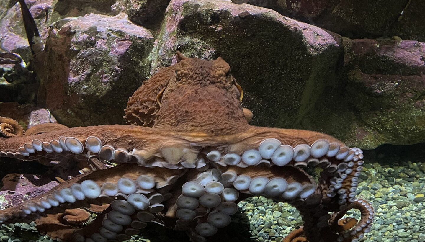 Seattle Akvaryumu'nda dev Pasifik ahtapotu (Enteroctopus dofleini).