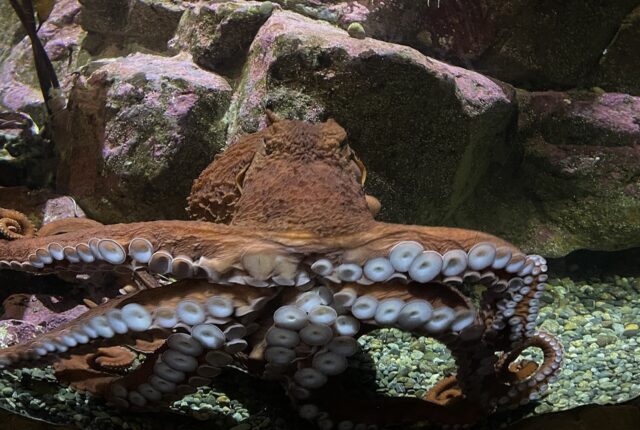 Seattle Akvaryumu'nda dev Pasifik ahtapotu (Enteroctopus dofleini).