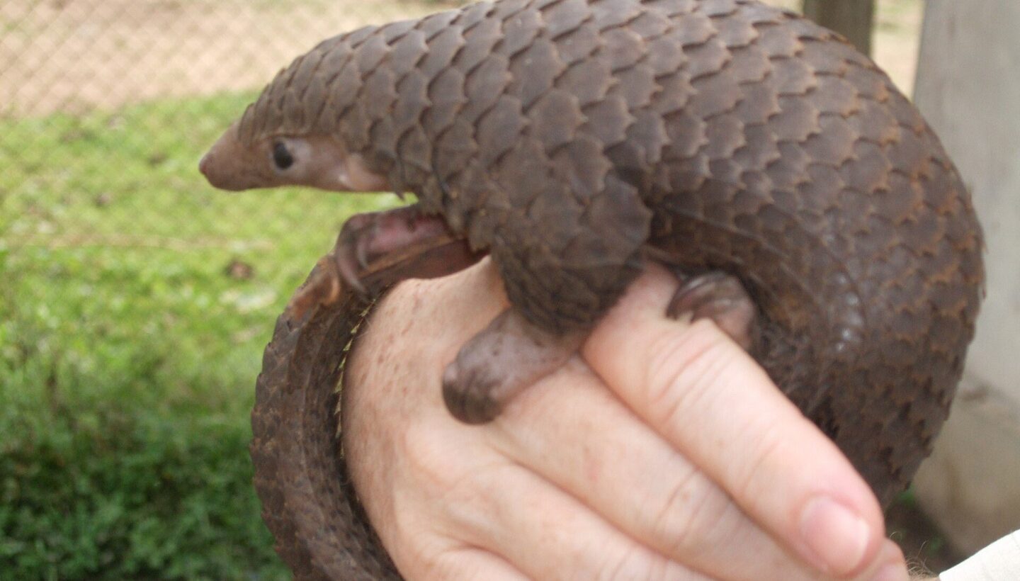 Ağaç pangolini (Phataginus tricuspis), Demokratik Kongo Cumhuriyeti.