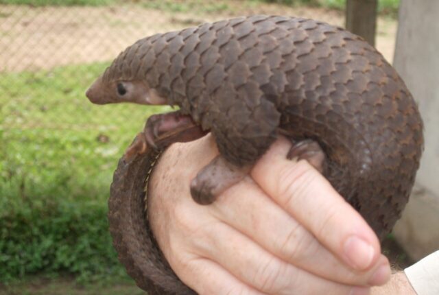 Ağaç pangolini (Phataginus tricuspis), Demokratik Kongo Cumhuriyeti.
