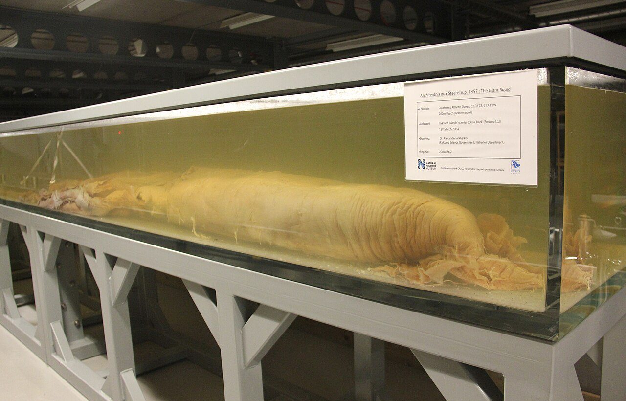 Dev kalamar (Architeuthis dux) müze örneği