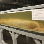 Dev kalamar (Architeuthis dux) müze örneği