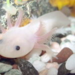 Vancouver Akvaryumu'nda axolotl (Ambystoma mexicanum).