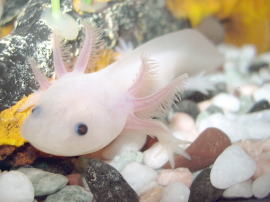 Vancouver Akvaryumu'nda axolotl (Ambystoma mexicanum).