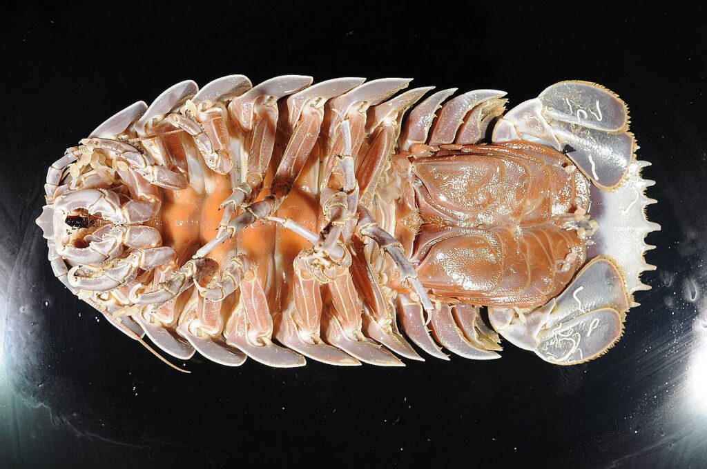 Dev izopod Bathynomus giganteus