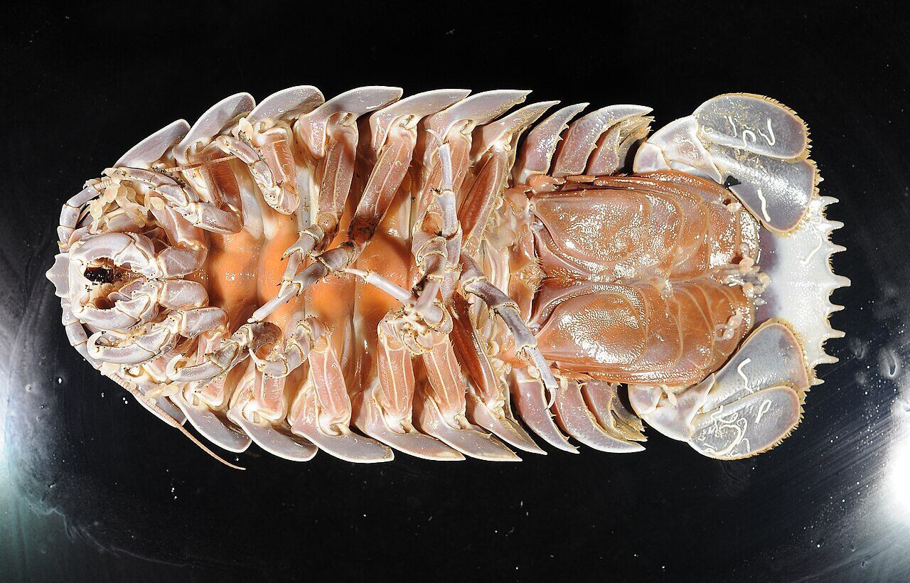 Bathynomus giganteus türünden dev izopodun müze örneği.