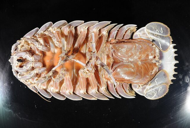 Bathynomus giganteus türünden dev izopodun müze örneği.