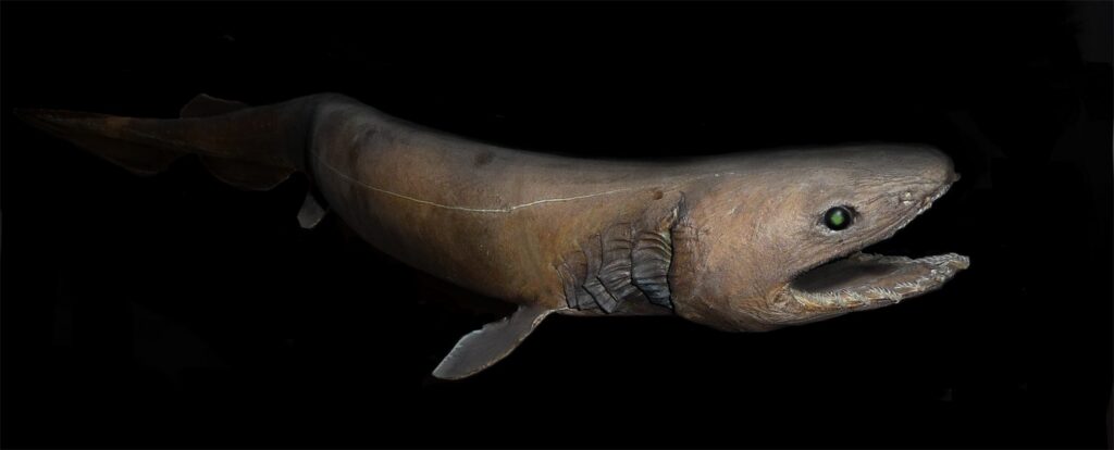 Fırfırlı köpekbalığı Chlamydoselachus anguineus