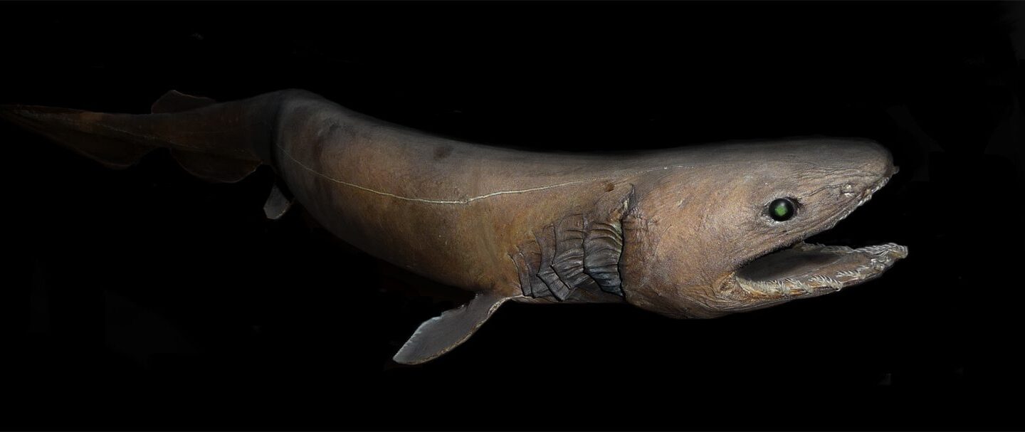 Uzun yılanımsı gövdesi ve fırfırlı solungaçlarıyla fırfırlı köpekbalığı (Chlamydoselachus anguineus).