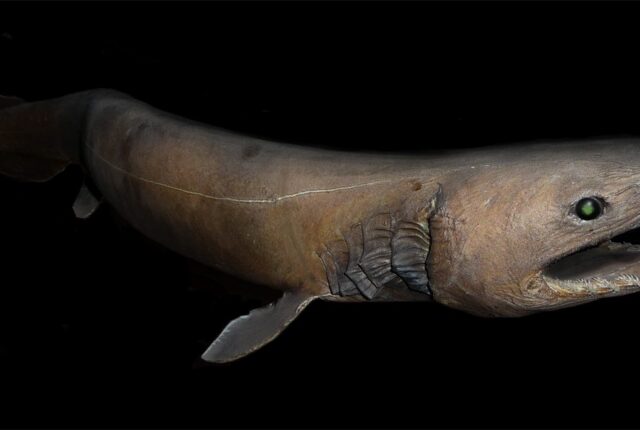 Uzun yılanımsı gövdesi ve fırfırlı solungaçlarıyla fırfırlı köpekbalığı (Chlamydoselachus anguineus).