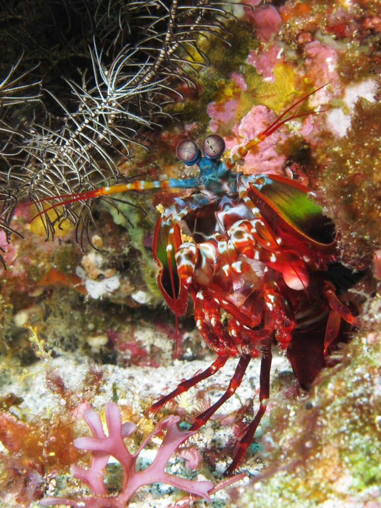 Peygamberdevesi karidesi Odontodactylus scyllarus