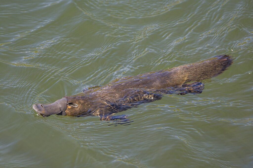 Ornitorenk (Ornithorhynchus anatinus)