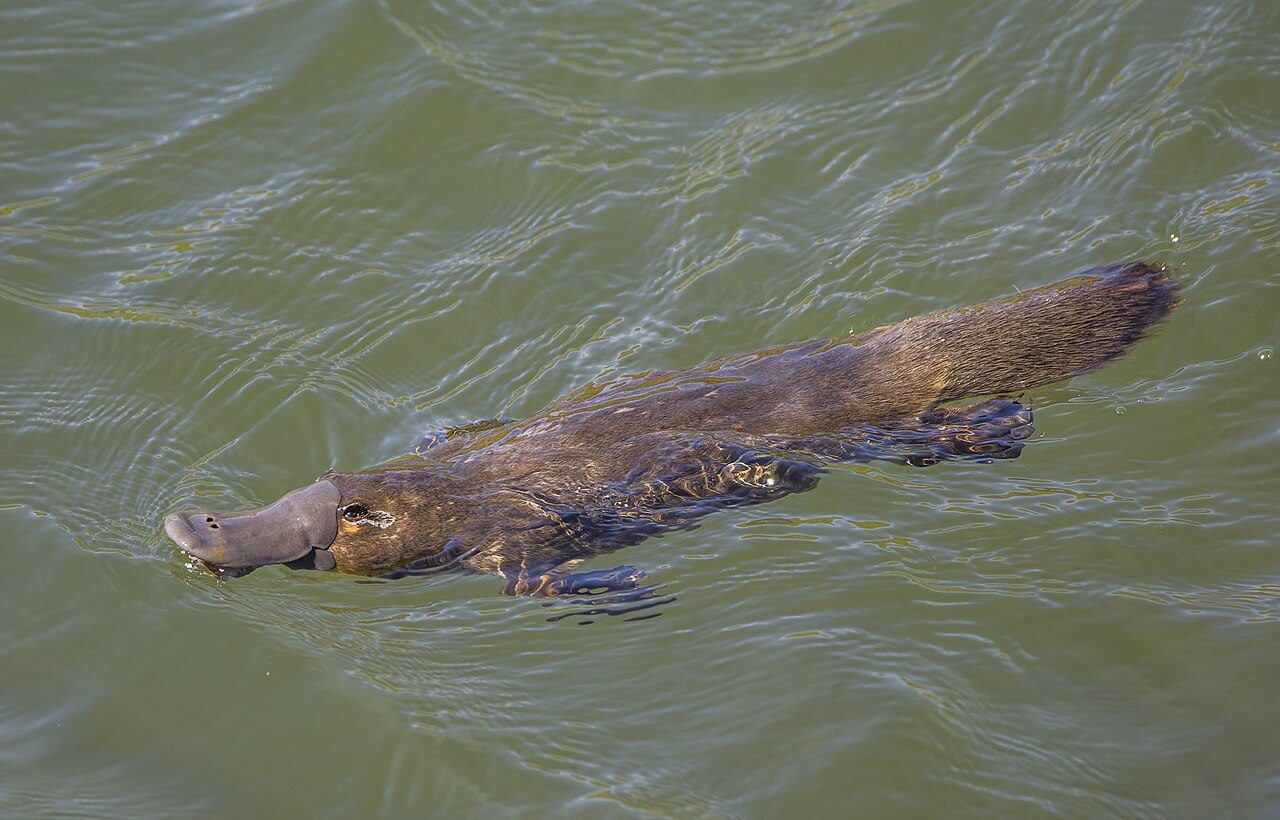 Ornitorenk (Ornithorhynchus anatinus)