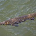 Ornitorenk (Ornithorhynchus anatinus)