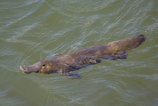 Ornitorenk (Ornithorhynchus anatinus)