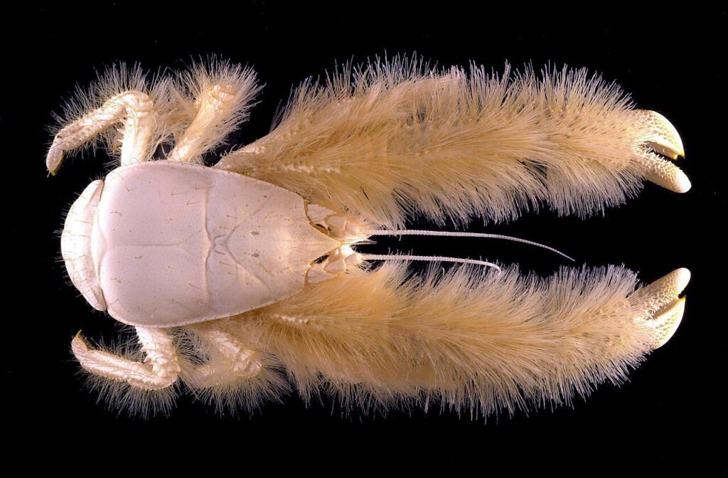 Yeti yengeci Kiwa hirsuta