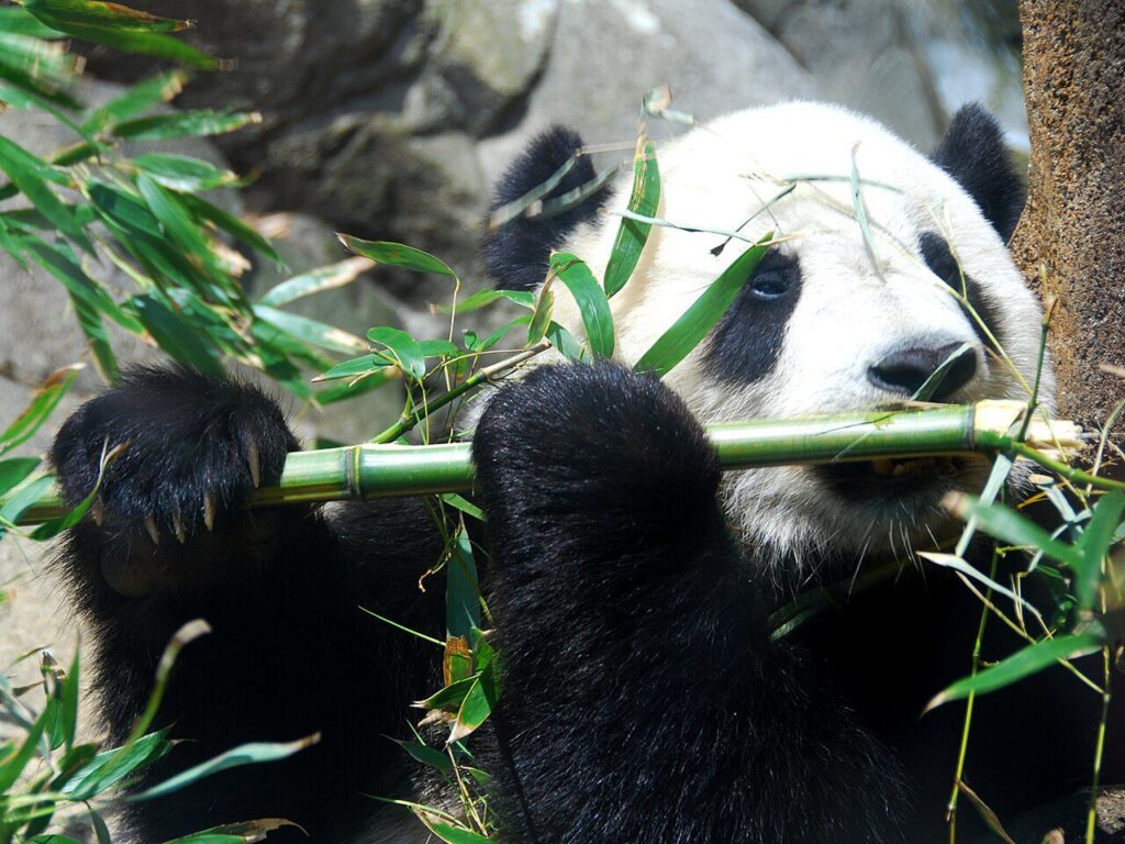 Dev panda (Ailuropoda melanoleuca)