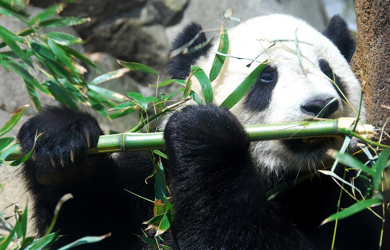 Dev panda (Ailuropoda melanoleuca)