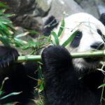 Dev panda (Ailuropoda melanoleuca)