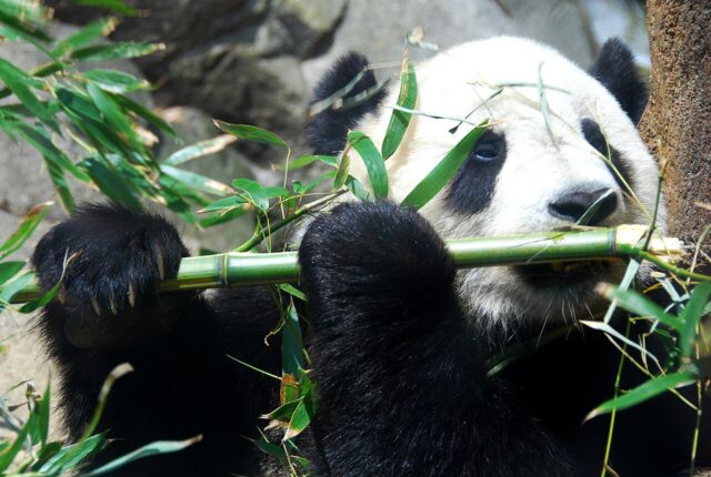 Dev panda (Ailuropoda melanoleuca)