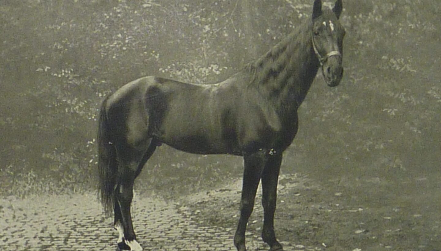 Akıllı Hans