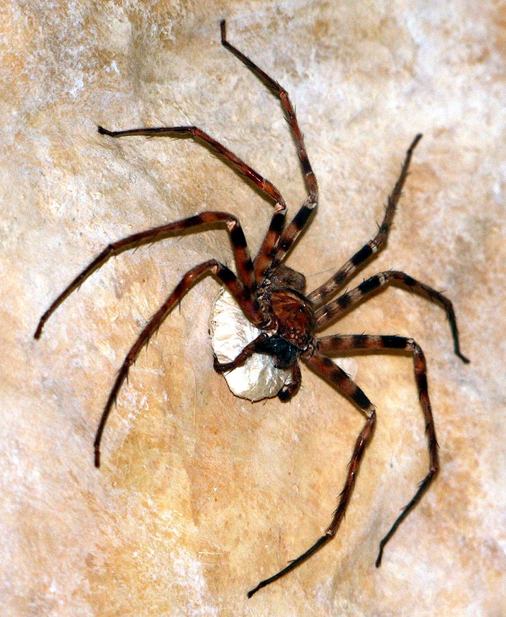 Heteropoda maxima dev avcı örümcek
