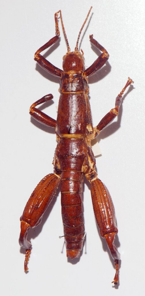 Lord Howe Adası çubuk böceği (Dryococelus australis)