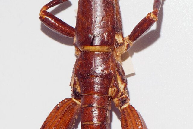 Lord Howe Adası çubuk böceği (Dryococelus australis).