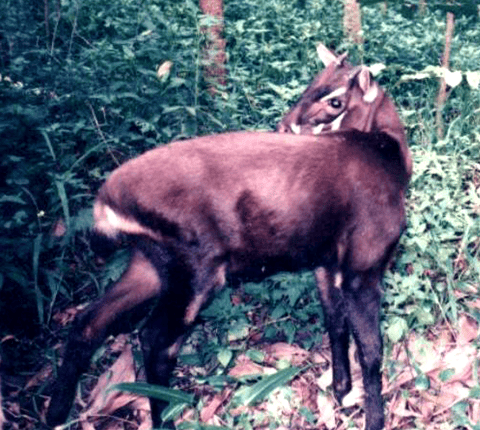 Saola (Pseudoryx nghetinhensis), uzun ve düz boynuzlarıyla.