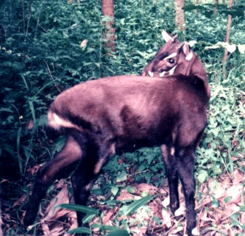 Saola (Pseudoryx nghetinhensis), uzun ve düz boynuzlarıyla.