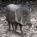 Chaco pekarisi veya taguá (Parachoerus wagneri).