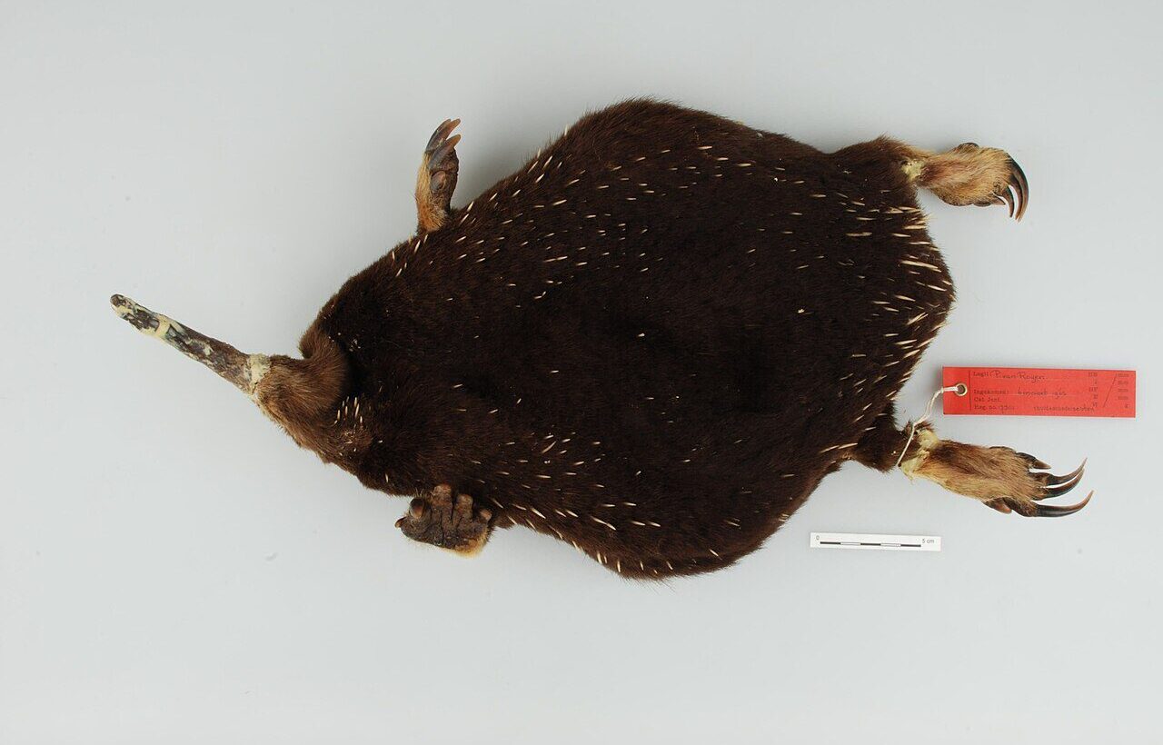 Attenborough'nun uzun gagalı ekidnası (Zaglossus attenboroughi).