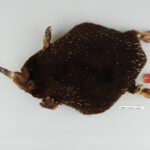 Attenborough'nun uzun gagalı ekidnası (Zaglossus attenboroughi).