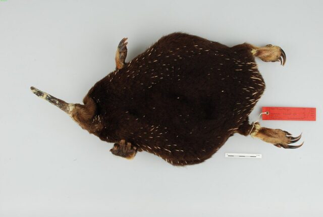 Attenborough'nun uzun gagalı ekidnası (Zaglossus attenboroughi).