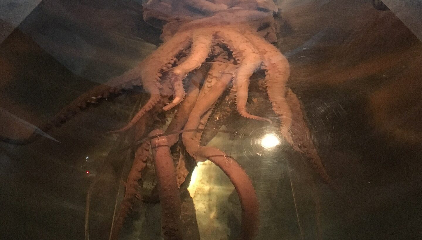 Te Papa Müzesi'nde sergilenen Antarktik dev kalamarı (Mesonychoteuthis hamiltoni).