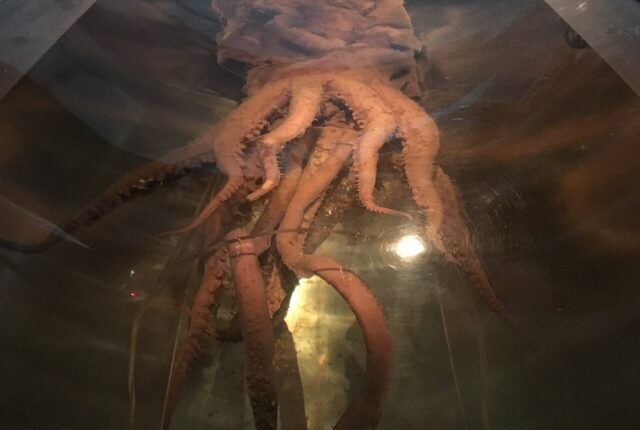 Te Papa Müzesi'nde sergilenen Antarktik dev kalamarı (Mesonychoteuthis hamiltoni).