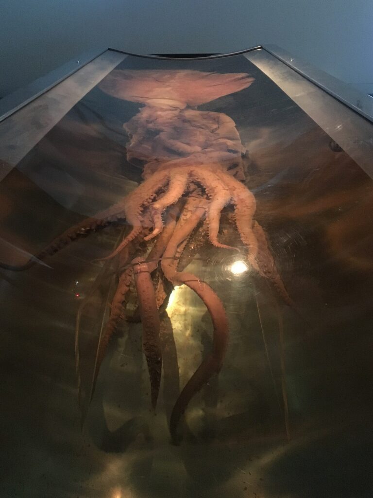 Antarktik dev kalamarı (Mesonychoteuthis hamiltoni)