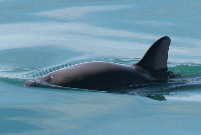 Vaquita (Phocoena sinus) kafatası, müze örneği.