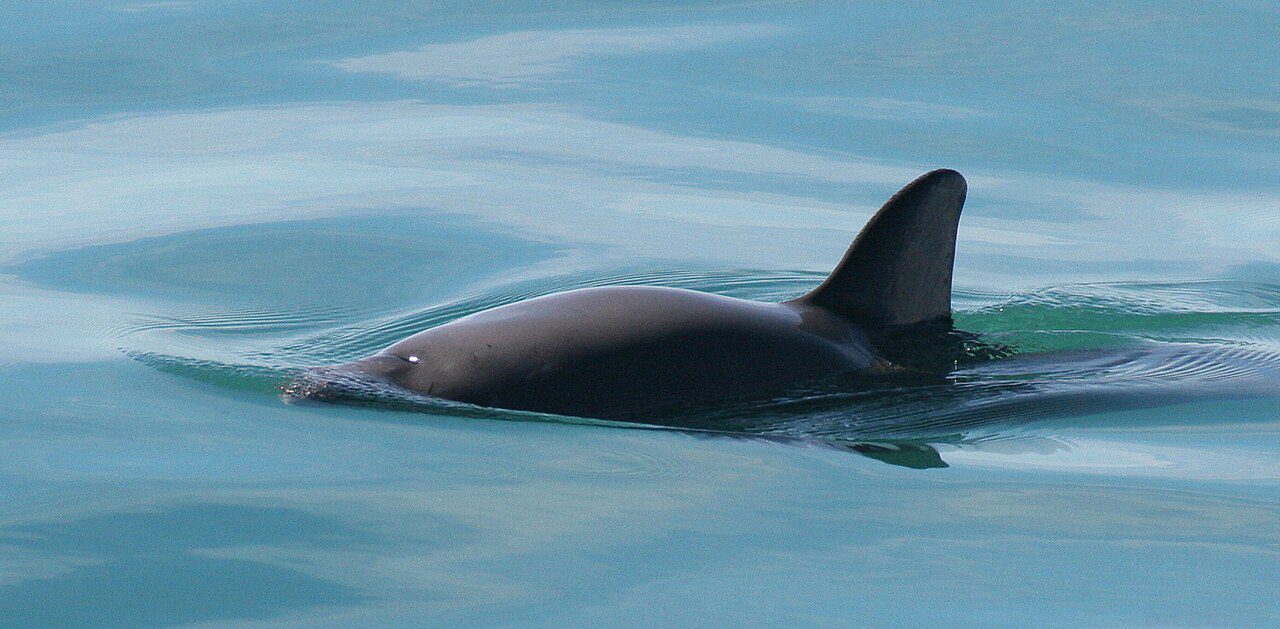 Vaquita (Phocoena sinus) kafatası, müze örneği.