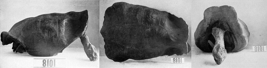 Fernandina dev kaplumbağasının 1906 tarihli örneği