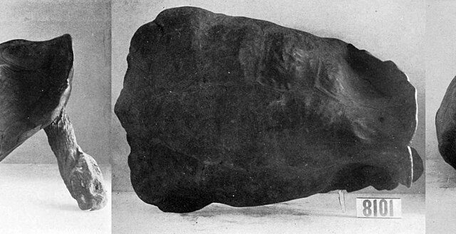 Fernandina dev kaplumbağasının (Chelonoidis phantasticus) 1906'da toplanan tarihsel müze örneği.