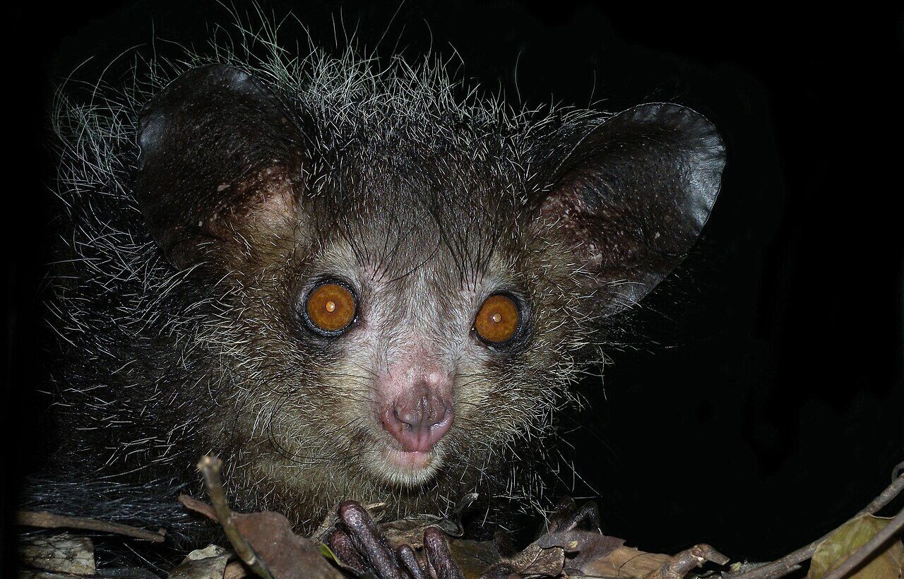 Madagaskar'a özgü aye-aye (Daubentonia madagascariensis).