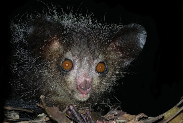 Madagaskar'a özgü aye-aye (Daubentonia madagascariensis).