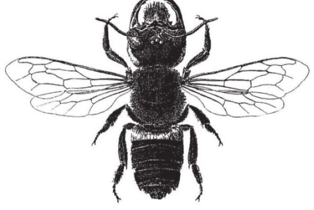 Wallace'ın dev arısı (Megachile pluto).